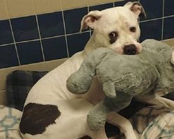 Petrified Pup Clutches Stuffed Elephant For Comfort While Waiting To Be Euthanized