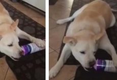 Sneaky Dog Eats Whipped Cream Straight From The Canister