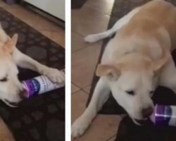 Sneaky Dog Eats Whipped Cream Straight From The Canister