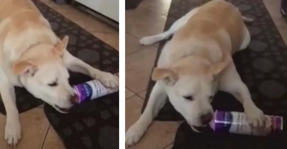 Sneaky Dog Eats Whipped Cream Straight From The Canister