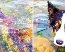 Wild Octopus Steals Tennis Ball From Border Collie