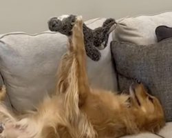 Adorable Golden Retriever Loves to Admire His Toys