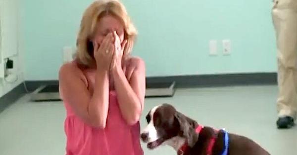 Quadriplegic Springer Spaniel Learns To Walk Again