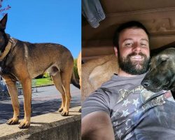 Community rallies to help Canadian truck driver reunite with his missing dog