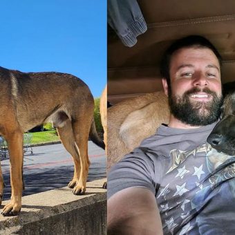 Community rallies to help Canadian truck driver reunite with his missing dog