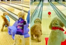 Goldendoodle Dogs Love To Go Bowling And Roll A Strike