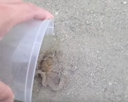 Man saves tiny octopus but doesn’t expect it to thank him for the rescue