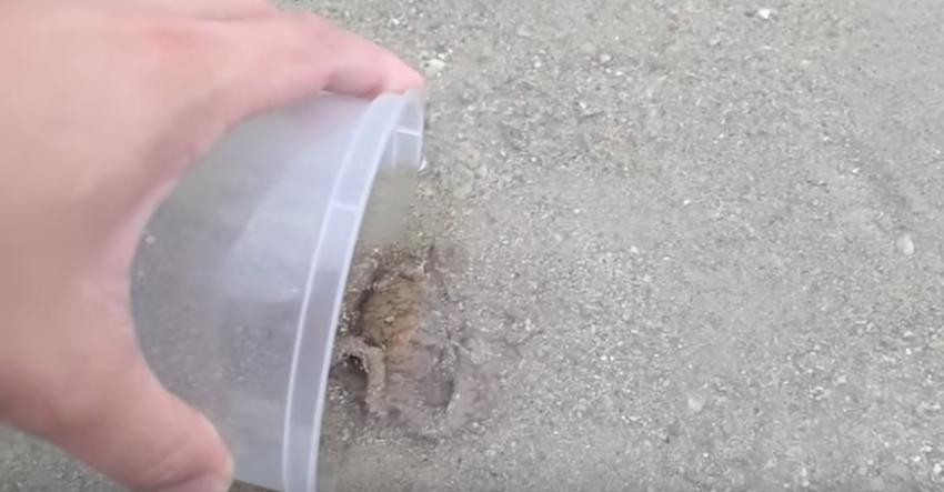 Man saves tiny octopus but doesn’t expect it to thank him for the rescue