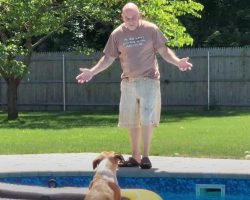 Dog Has Front Row Seat To Dad’s Pool Blunder