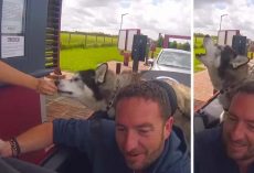 Husky Howls His Order To Staff At The Drive Thru