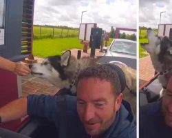 Husky Howls His Order To Staff At The Drive Thru