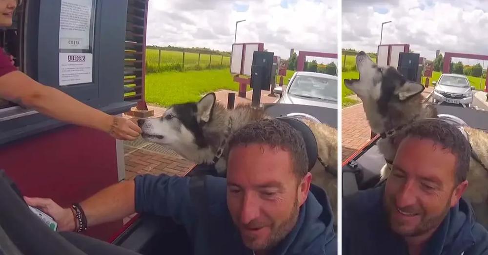 Husky Howls His Order To Staff At The Drive Thru