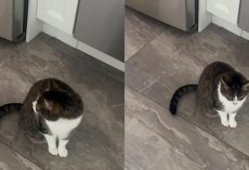 Cat waits for breakfast alone for the first time after losing her sister: “My heart is so broken”