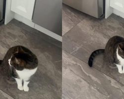 Cat waits for breakfast alone for the first time after losing her sister: “My heart is so broken”