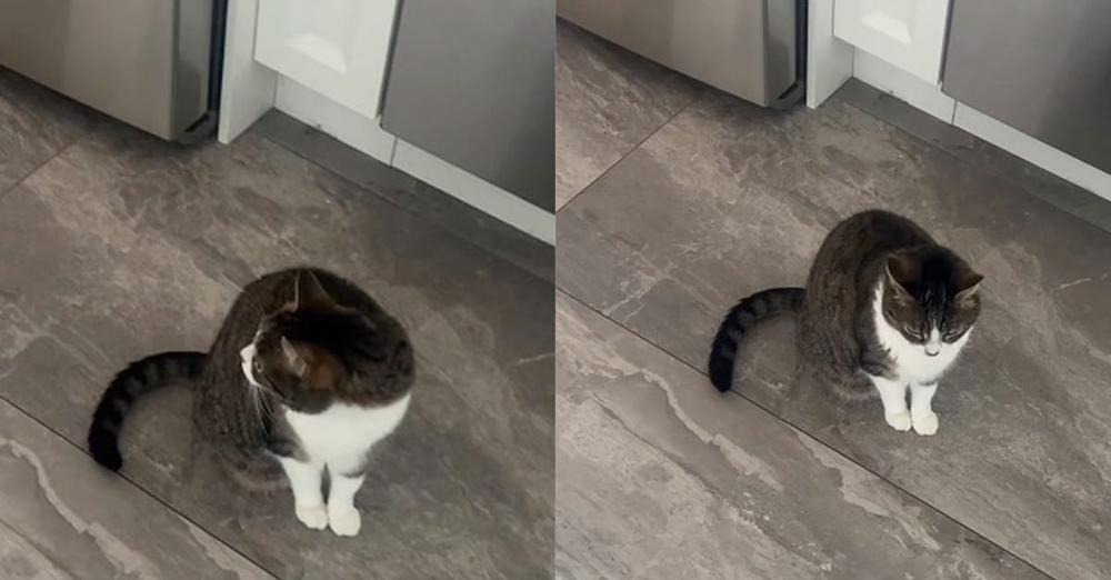 Cat waits for breakfast alone for the first time after losing her sister: “My heart is so broken”