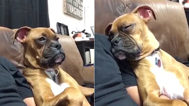 Sleepy dog tries to stay awake as he and owner watch movie together