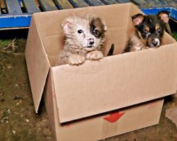 Bus Driver Comes To Halt When He Sees Puppies ‘Poking Out’ Of Cardboard Box