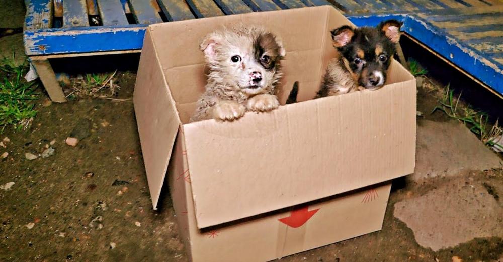 Bus Driver Comes To Halt When He Sees Puppies ‘Poking Out’ Of Cardboard Box