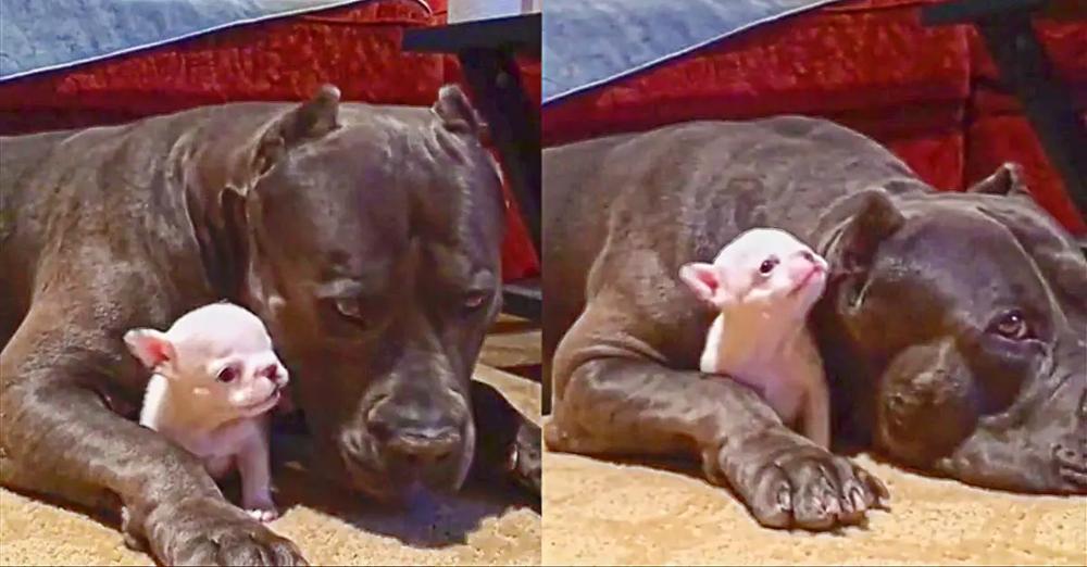 This Protective Giant Dog is So Patient as the Cutest Tiny Puppy Tries to Play