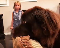 Little Girl is Trying to Find a Quiet Place to Study, While Mom and Dog Argue About a Pillow