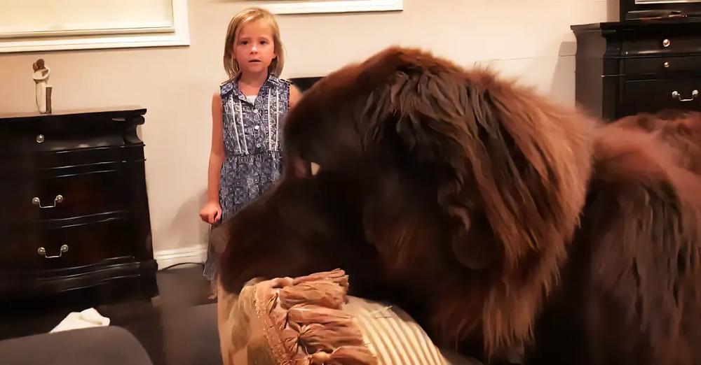 Little Girl is Trying to Find a Quiet Place to Study, While Mom and Dog Argue About a Pillow