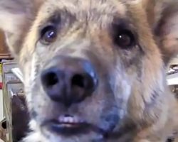 Over 200 Million People Have Watched This Hilarious Dog Reply To The Ultimate Tease