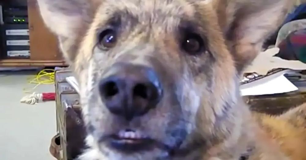 Over 200 Million People Have Watched This Hilarious Dog Reply To The Ultimate Tease