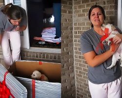 New Puppy Surprise Leaves Woman In Tears