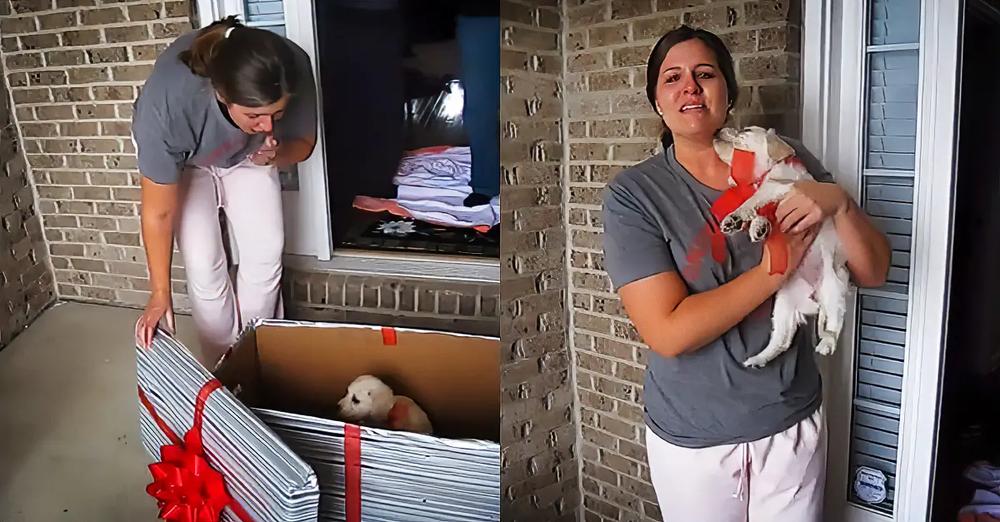 New Puppy Surprise Leaves Woman In Tears