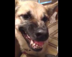 German Shepherd shows off his ‘inside’ growl