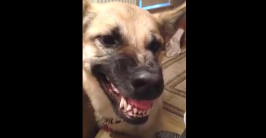 German Shepherd shows off his ‘inside’ growl