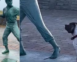 Little dog doesn’t understand why statue won’t play fetch with him