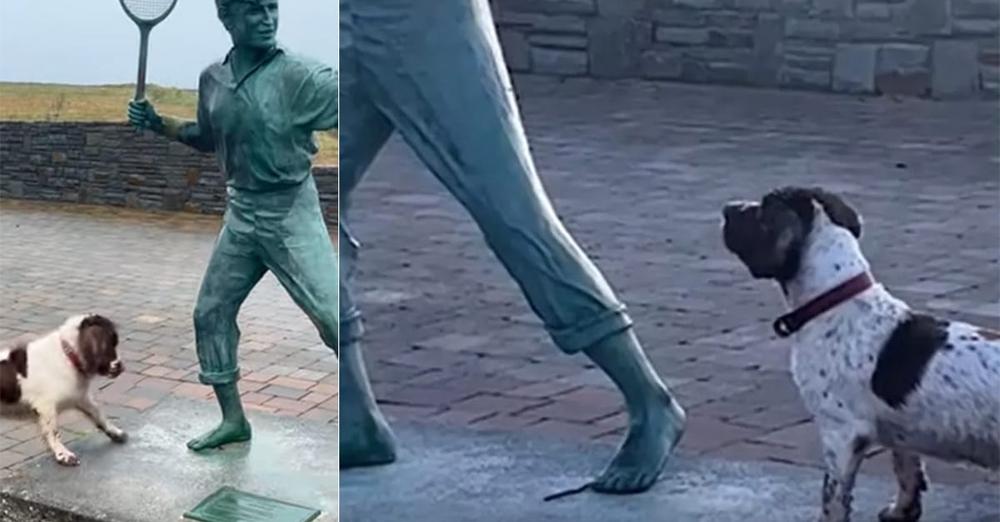 Little dog doesn’t understand why statue won’t play fetch with him