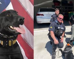 K9 police dog tracks down missing 3-year-old in the woods and gets him home safe — thank you
