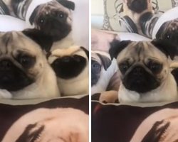 Stealthy pug hides in sea of pug merchandise