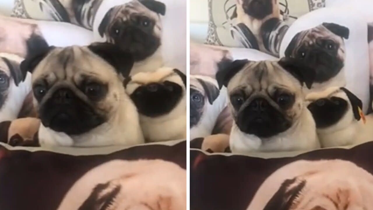 Stealthy pug hides in sea of pug merchandise