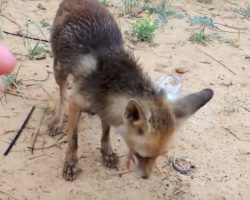 Mama fox takes food from woman’s hand, leads her to her babies
