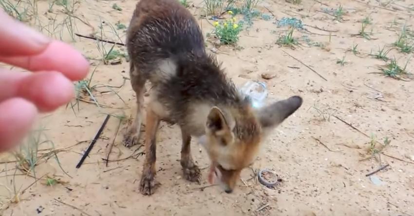 Mama fox takes food from woman’s hand, leads her to her babies
