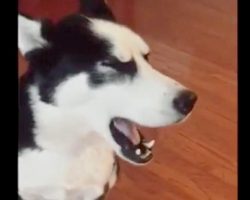 Guilty Husky Doesn’t Want To Face Mom, Blocks Her Out With Huge Temper Tantrum