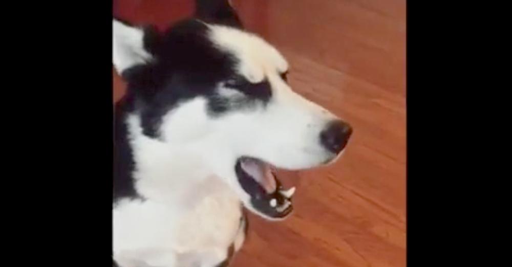 Guilty Husky Doesn’t Want To Face Mom, Blocks Her Out With Huge Temper Tantrum