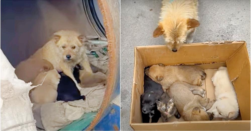 Lady Meets Dog Living In Barrel With Her Babies But They’re ‘Not All Puppies’