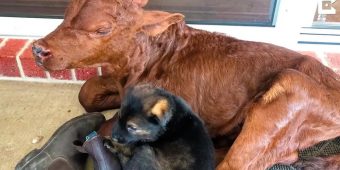Orphaned Calf Thinks He’s A Dog After Being Raised With German Shepherds