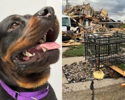 Dog miraculously survives after being tossed four blocks by a tornado