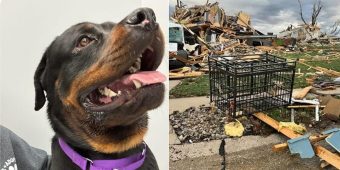 Dog miraculously survives after being tossed four blocks by a tornado