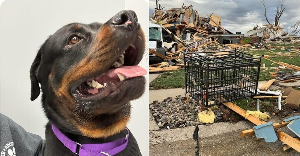 Dog miraculously survives after being tossed four blocks by a tornado