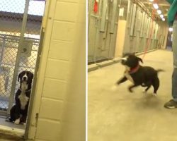Sad Shelter Dog Literally Jumps For Joy When He Knows He’s Being Adopted