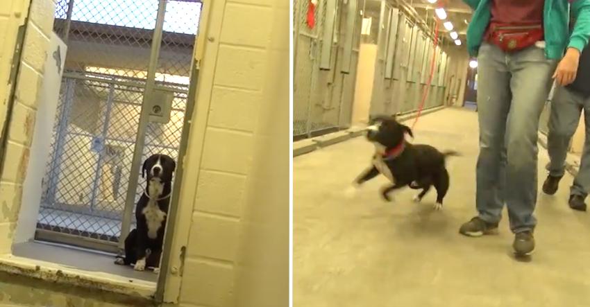 Sad Shelter Dog Literally Jumps For Joy When He Knows He’s Being Adopted