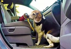 Hidden Camera Shows How Sneaky Beagle Steals Full Cups of Coffee