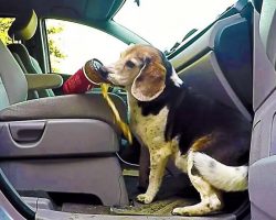 Hidden Camera Shows How Sneaky Beagle Steals Full Cups of Coffee