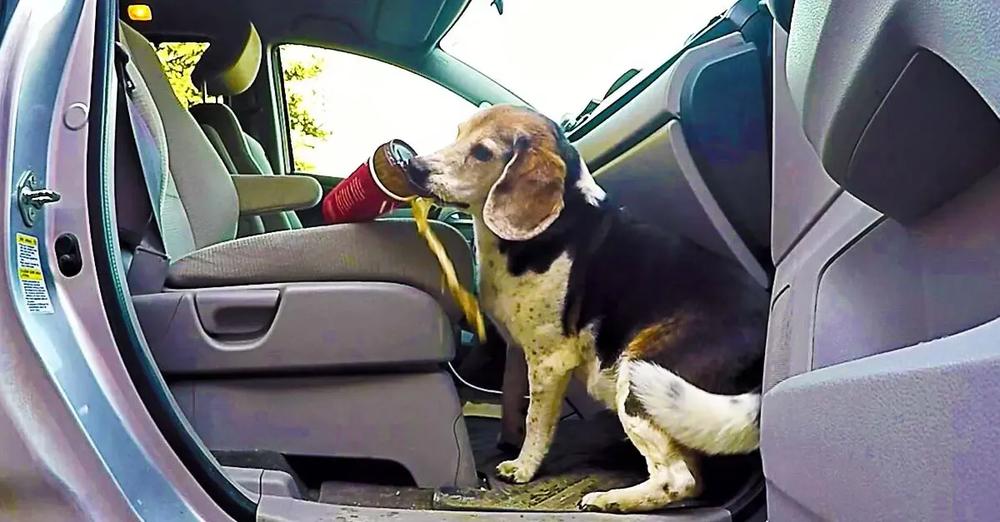 Hidden Camera Shows How Sneaky Beagle Steals Full Cups of Coffee